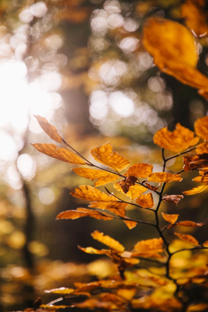 les couleurs d'automne autour des Houches