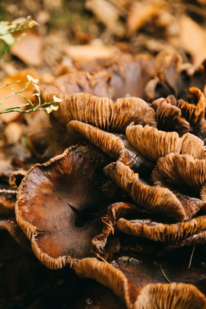 champignon à l'alpage de Charousse