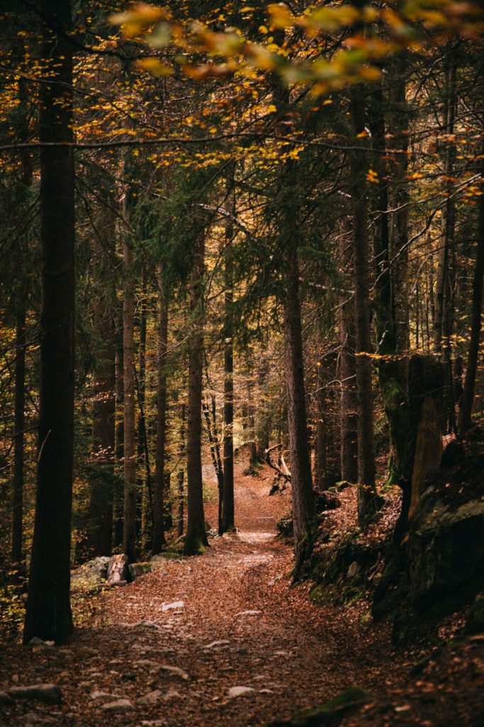 sentier de randonné pour aller à l'alpage de Charousse