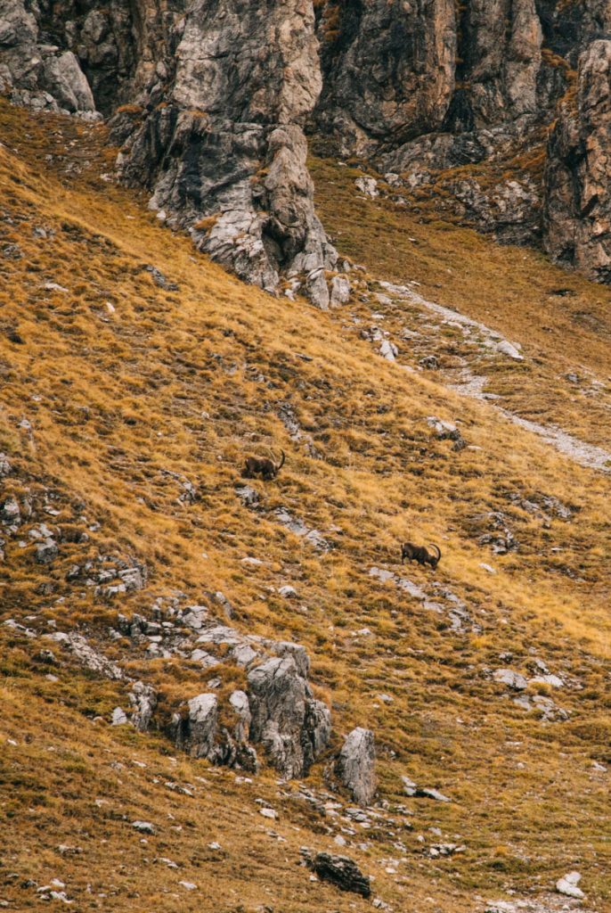 les bouquetin au col des Cerces