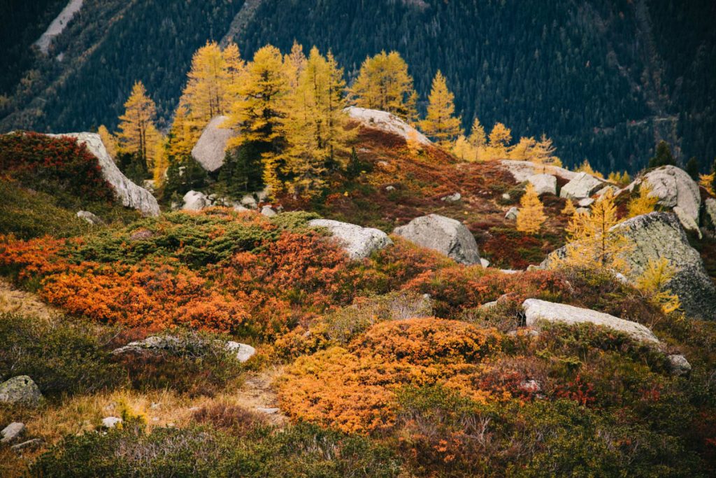les couleurs d'automne à Chamonix en randonnée