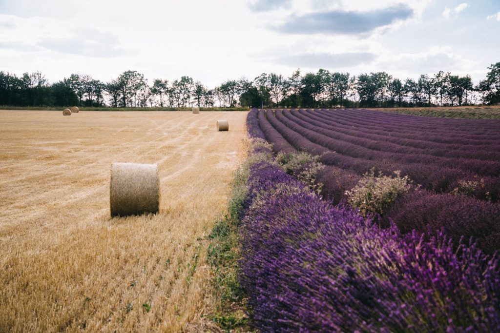Champs de lavande et champs de blé dans le Tarn et Garonne. crédit photo : Clara FERRAND - blog Wildroad