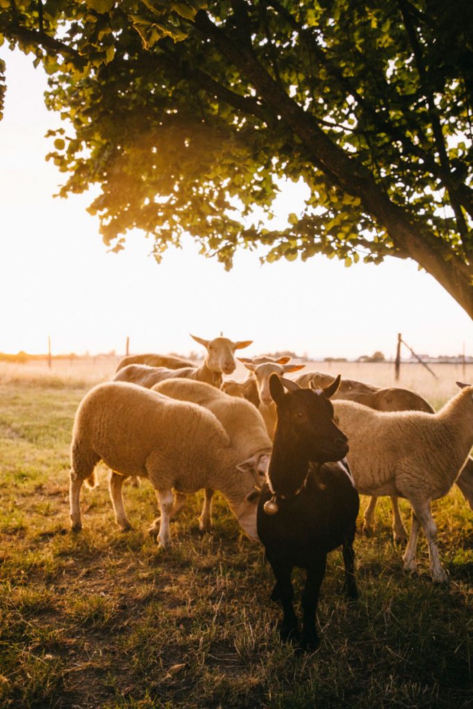 mouton à la ferme des Parreaux. crédit photo : Clara FERRAND - blog Wildroad
