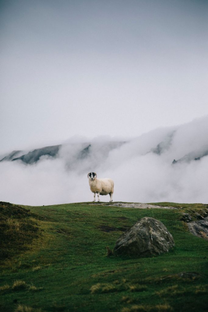 un mouton au bord des falaises de Slieve Leagues