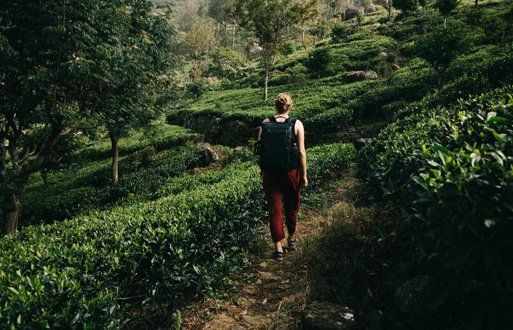 faire un trek dans les plantations de thé autour d'Haputale