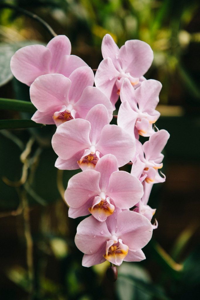 les orchidée dans le jardin botaniques de Kandy