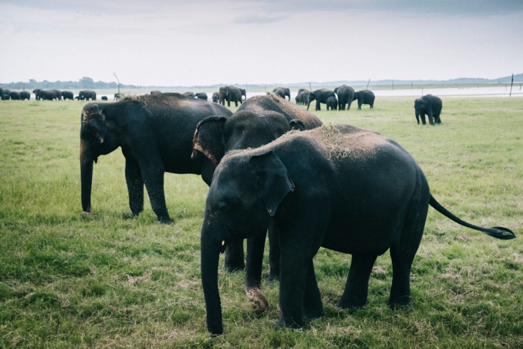 faire un safari pour voir les éléphants au Sri Lanka