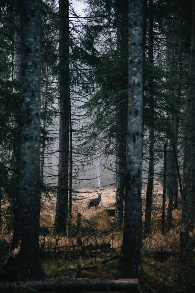 une biche dans le parc national des Tatras