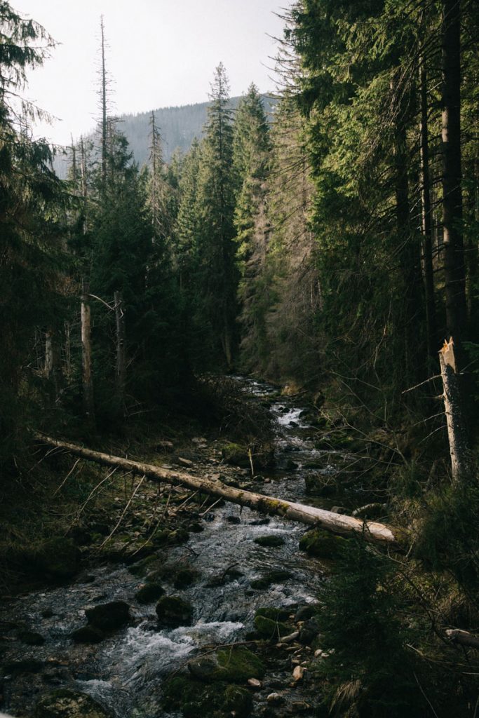 la forêt dense de la pologne dans la région des Tatras