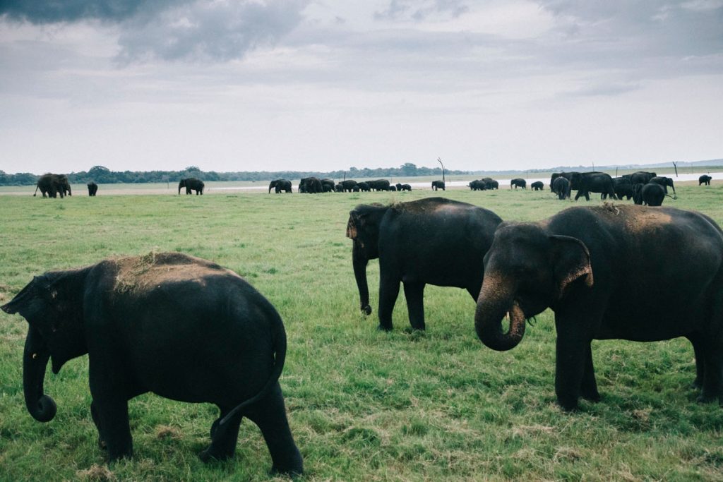 un safari au parc national de Kaudulla pour voir les éléphants