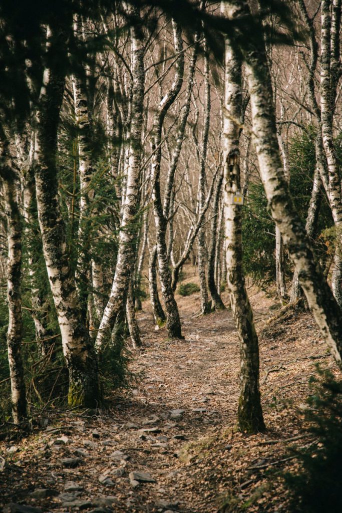 la forêt de boulots qui mène au petit-Ballon