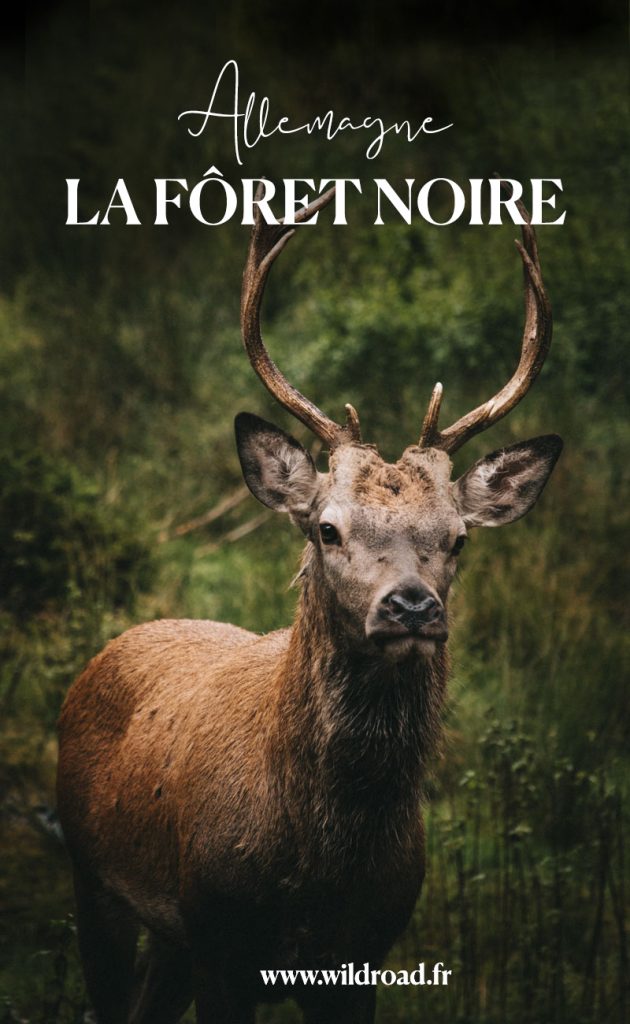 Mon itinéraire de 5 jours à travers la Forêt Noire. Visite de petits villages charmant, diner dans des restaurant gastronomiques et randonnées dans la mythique forêt