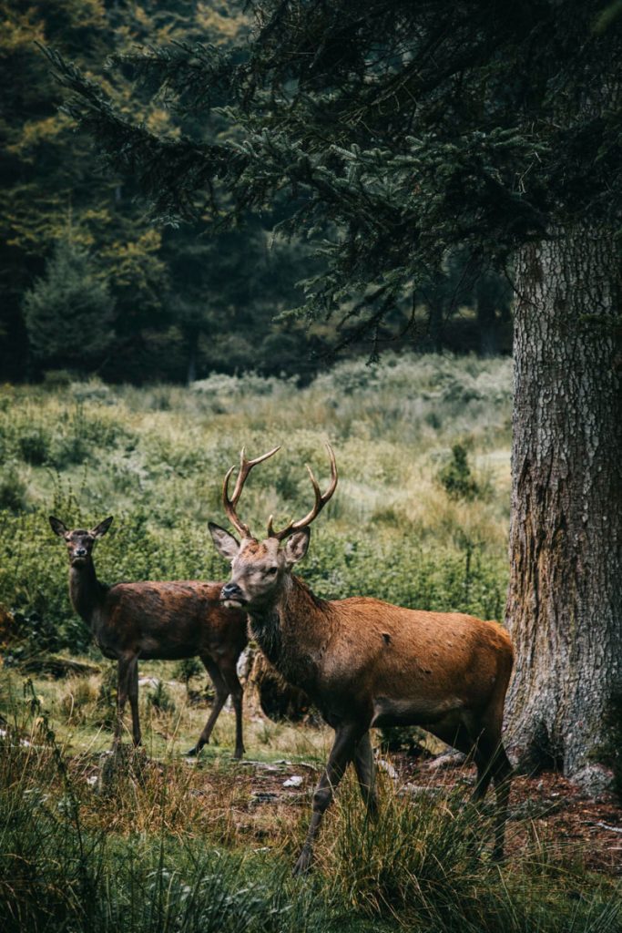 les cerfs et les biches de la Forêt Noire