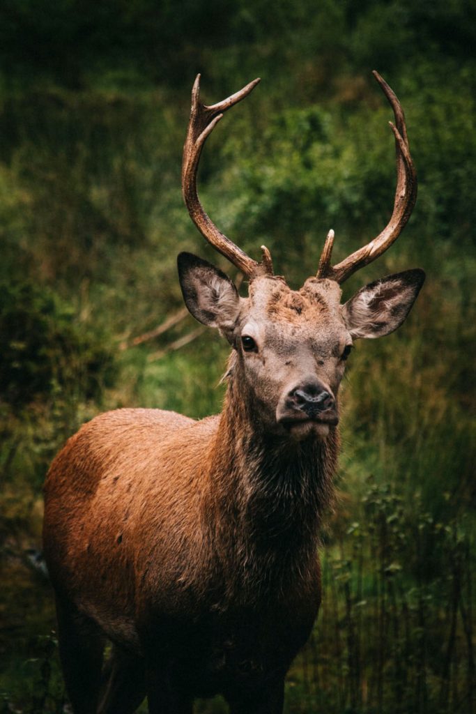 l'animal emblématique de la forêt noire : le cerf