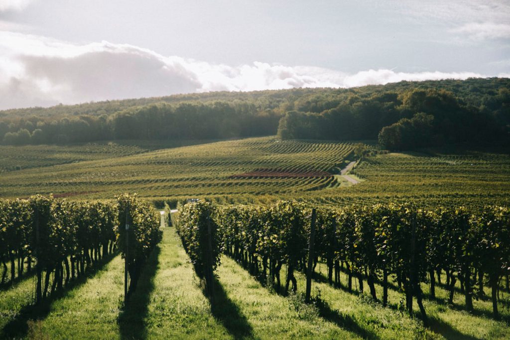 séjour sur la route des vins en Allemagne