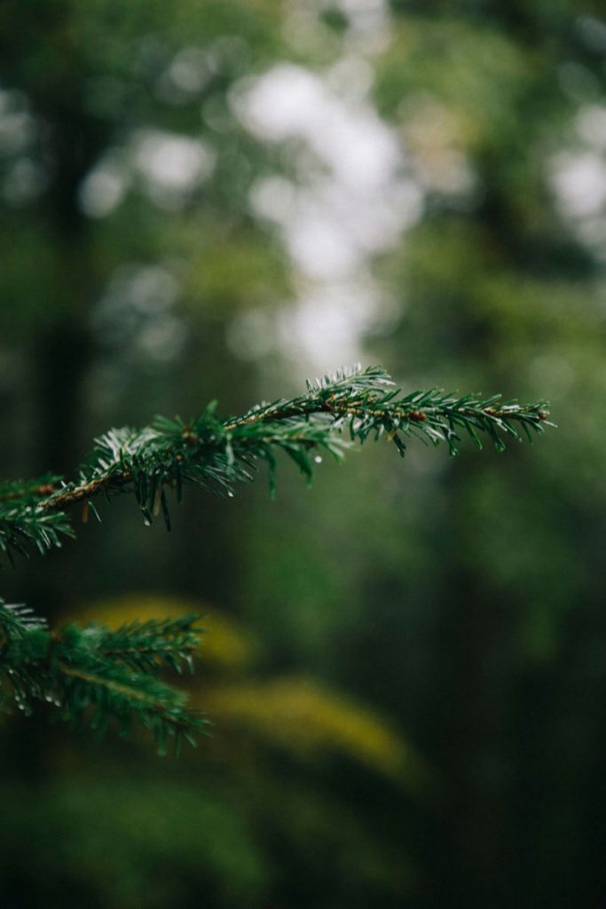détail de la Forêt Noire