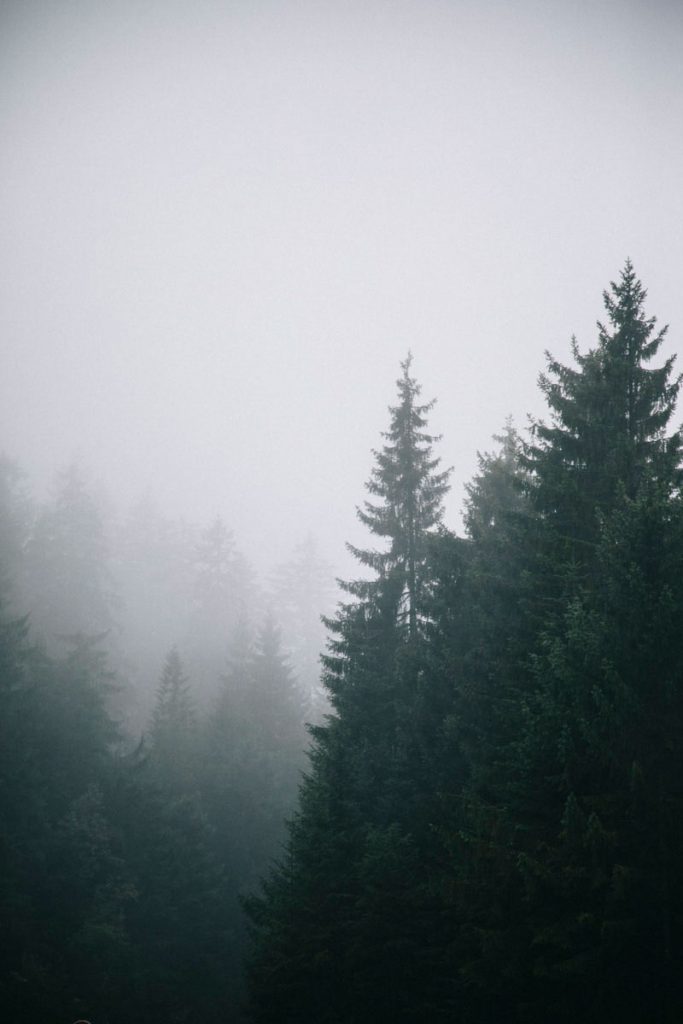 la brume épaisse qui recouvre habituellement la Fôret Noire