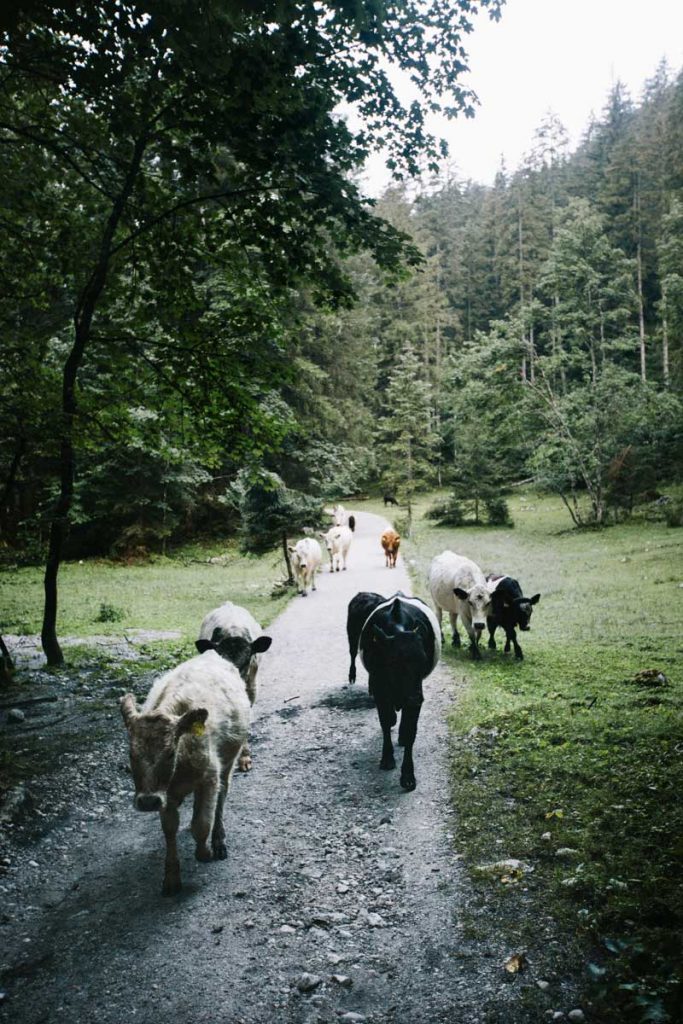 un troupeau de vache sur le sentier du lac de Gosausee