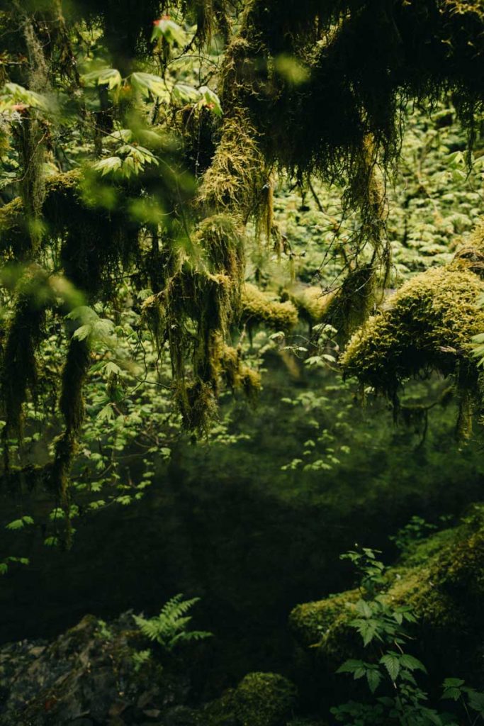 Les mousses sur le sentier d'apiqua Waterfall en Oregon. crédit photo : Clara Ferrand