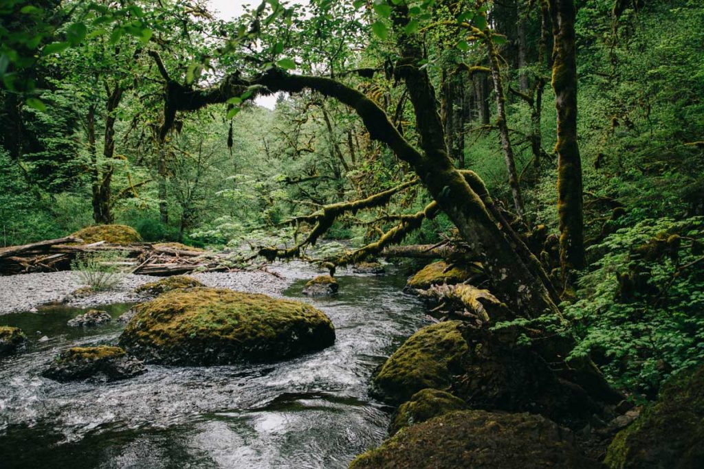 la rivière le long du sentier qui mène à Abiqua Waterfall en Oregon. crédit photo : Clara Ferrand - Wildroad