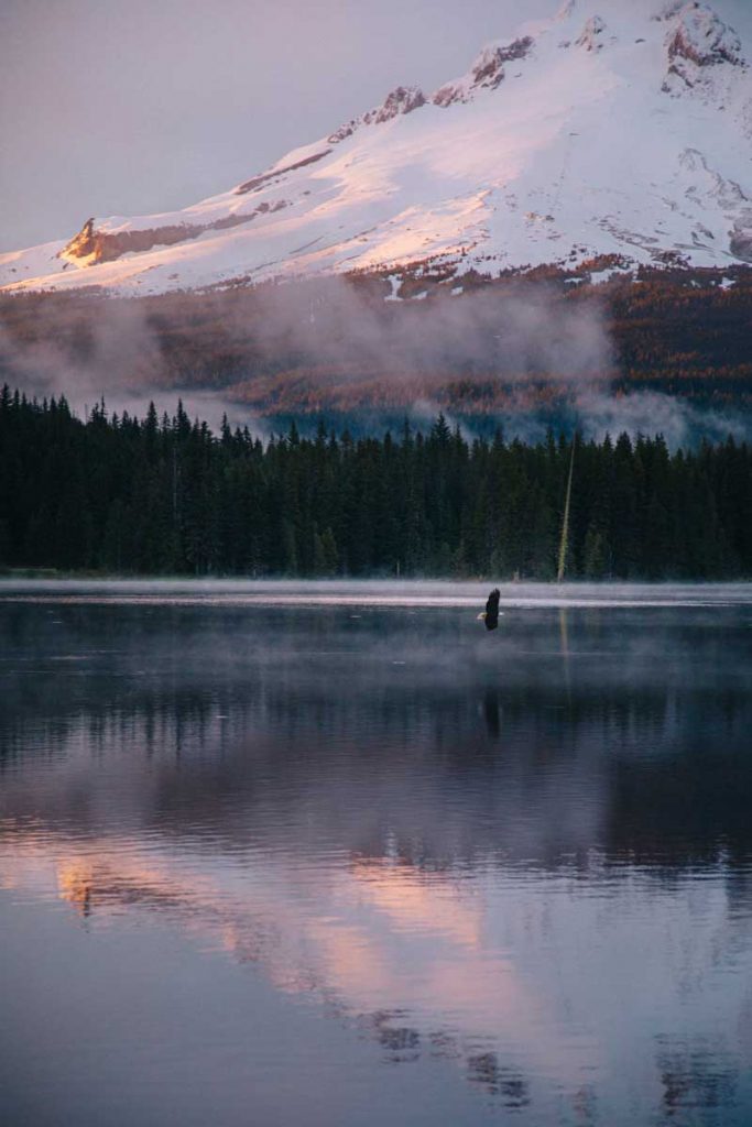 un aigle royale au dessus du lake de Trillium avec le volcan mont Hood derrière. crédit photo : Clara Ferrand