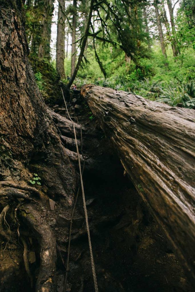 Le sentier de randonnée pour accéder à Abiqua Waterfall. crédit photo : Clara Ferrand