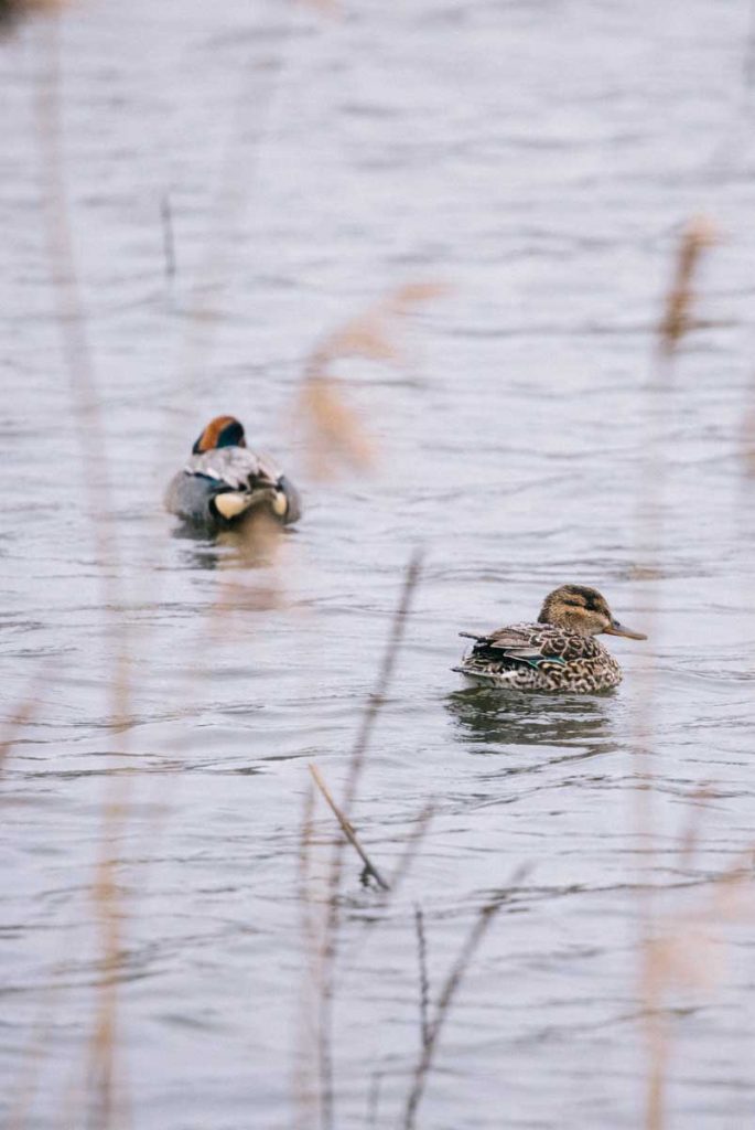 Les canards sur un étang du parc de la Brenne dans le Berry. crédit photo : Clara Ferrand - blog Wildroad