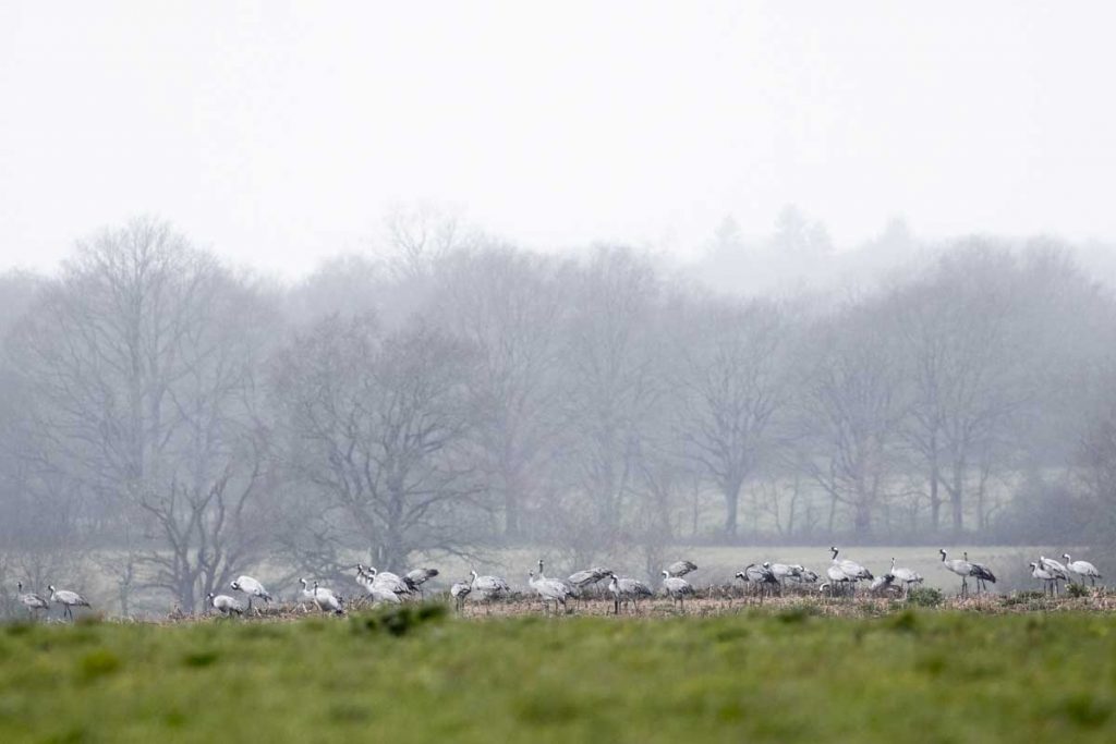 Observation de grues cendrées dans le parc régional de la Brenne dans le Berry. crédit photo : Clara Ferrand - blog Wildroad