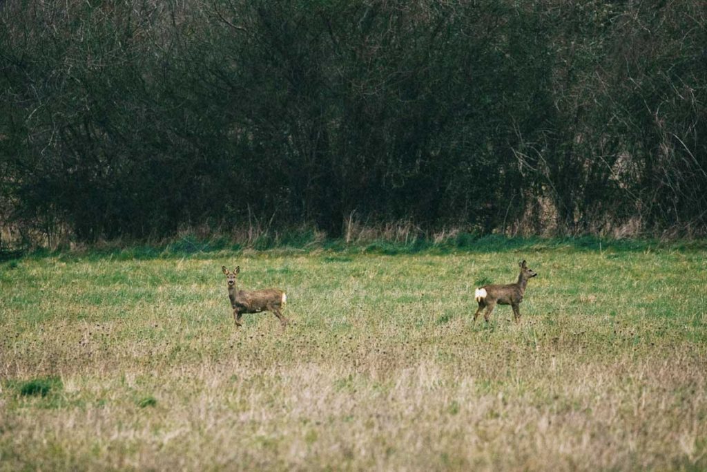 Les cerfs dans le parc régional de la Brenne dans l'Indre. crédit photo : Clara Ferrand - blog Wildroad