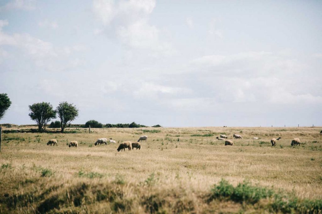 Les près salés et la réserve ornithologique sur l'île de Tatihou. crédit photo : Clara Ferrand - blog Wildroad