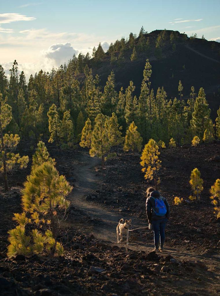 Le sentier de randonné pour accéder au sommet du volcan tiède à Ténérife. crédit photo : Novo Monde