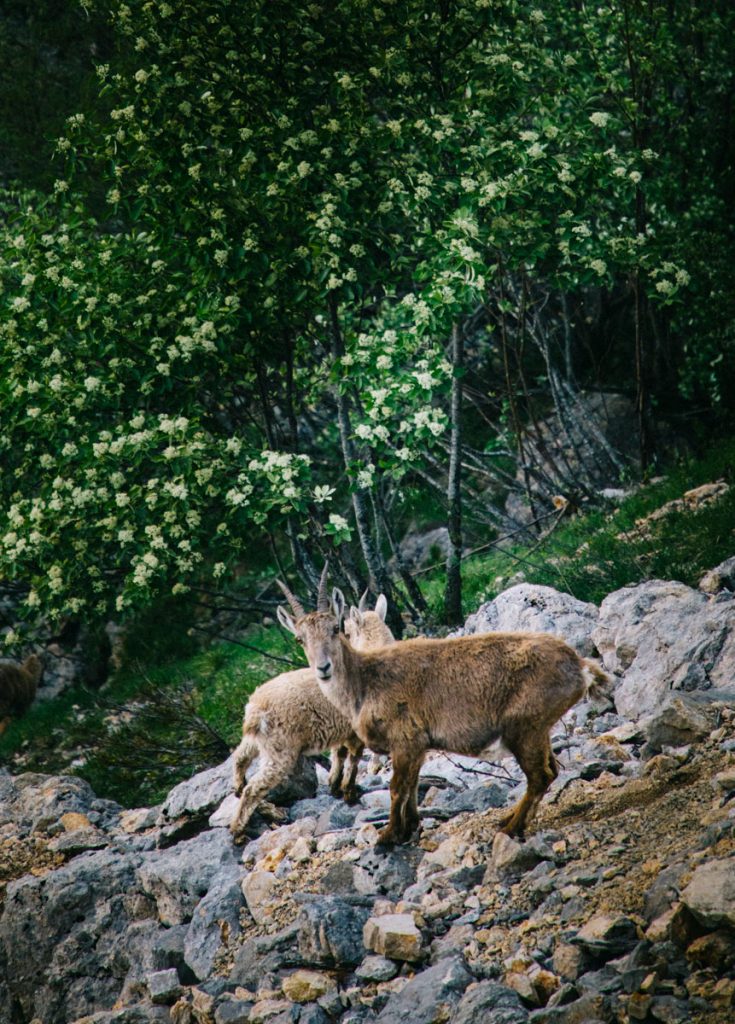 Les bouquetins dans le parc naturel régional du Vercors en Isère. crédit photo : Clara Ferrand - blog Wildroad