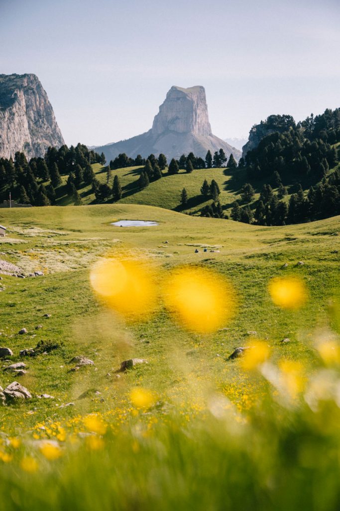 Le printemps avec les fleurs du pas d l'aiguille dans le parc naturel régional du Vercors. crédit photo : Clara Ferrand - blog Wildroad
