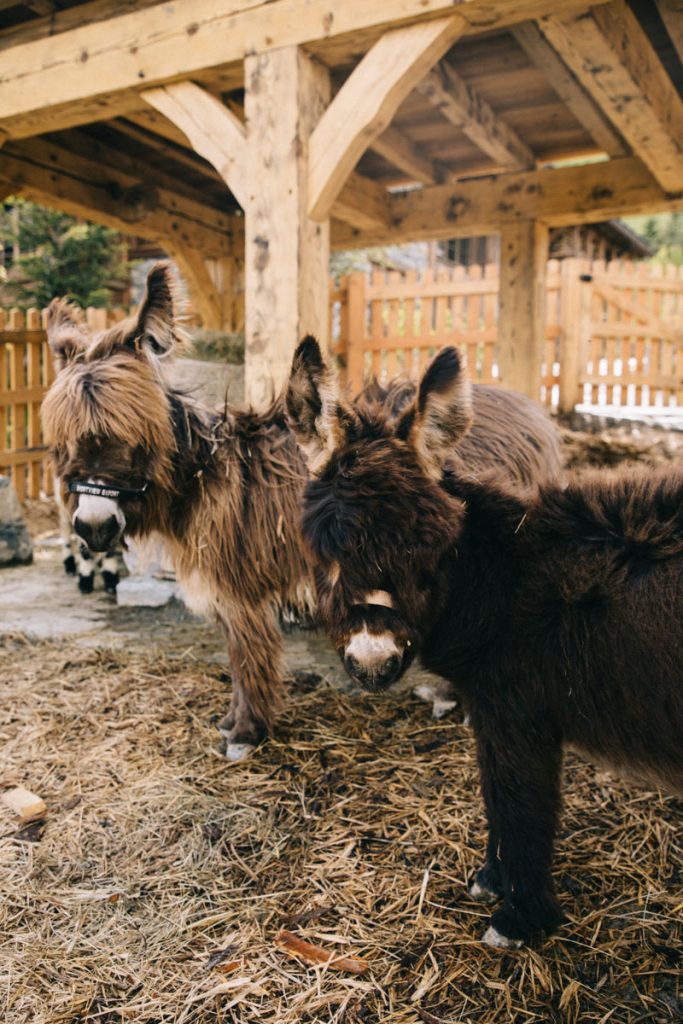 Les ânes de la ferme pédagogique dans le refuge à Meribel. crédit photo : Clara Ferrand - blog Wildroad