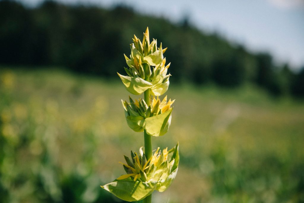La gentiane, une fleur apprécier des distiller dans le jura. crédit photo : Clara Ferrand - blog Wildroad