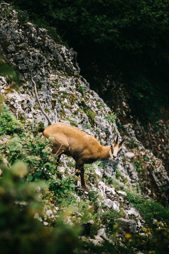 Les chamois dans le massif du Jura. crédit photo : Clara Ferrand - blog Wildroad