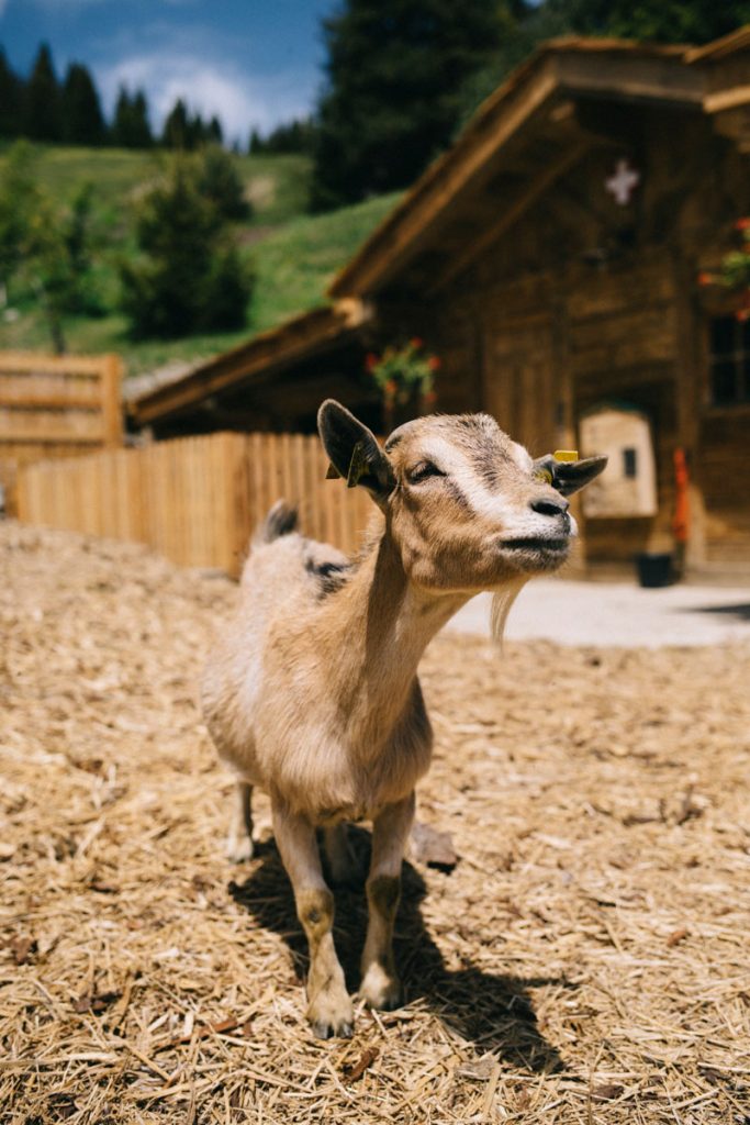 Les animaux de la ferme pédagogique à la montagne. crédit photo : Clara Ferrand - blog Wildroad