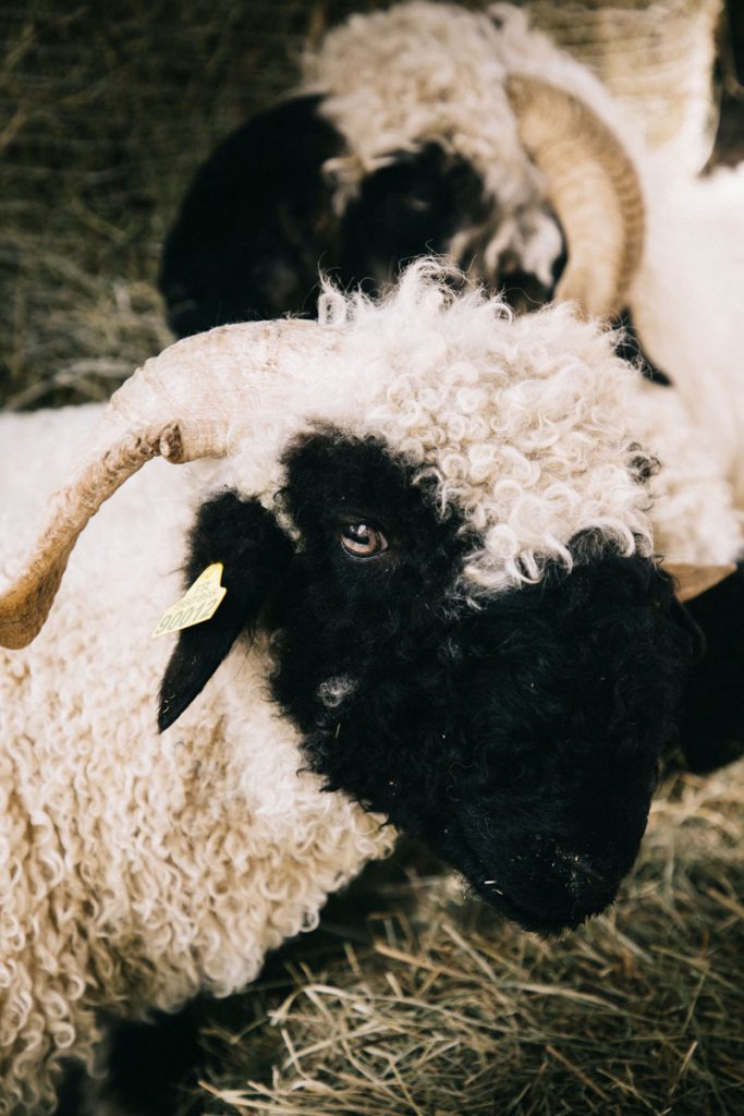 Les moutons du valais dans la ferme pédagogique. crédit photo : Clara Ferrand - blog Wildroad
