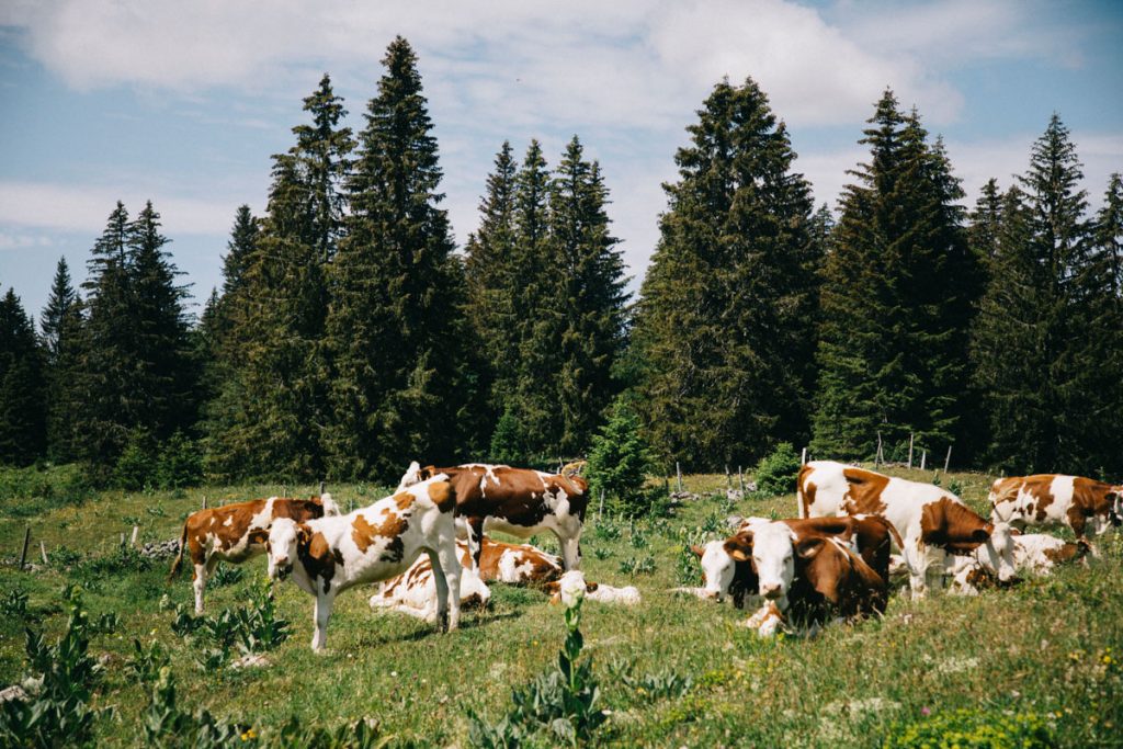 Les vaches laitières dans les alpages des hautes Combes dans le Jura. crédit photo : Clara Ferrand - blog Wildroad