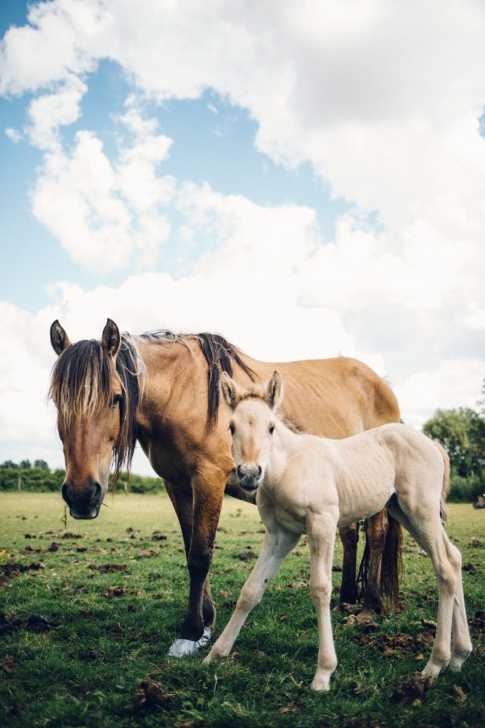 Les chevaux henson au centre équestre du domaine du marqueterie. crédit photo : Clara Ferrand - blog Wildroad