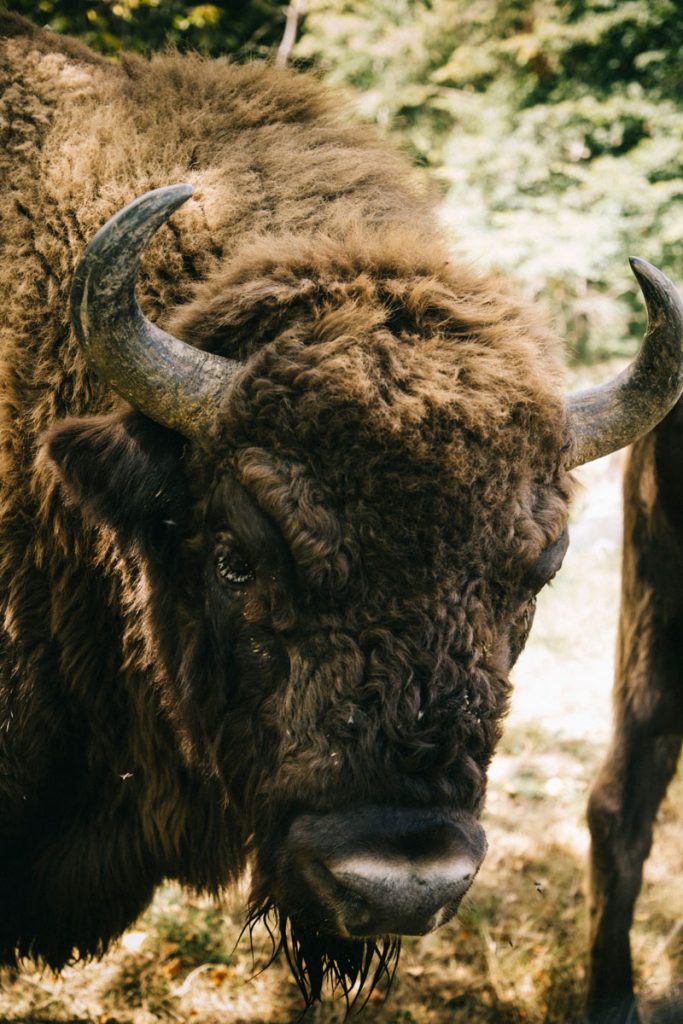 Les bisons et autres animaux que l'on peut observer à l'espace faunique du parc naturel régional de la forêt d'Orient. crédit photo : Clara Ferrand - blog Wildroad