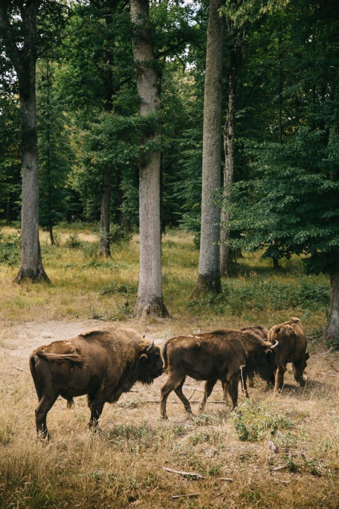 L'espace faune dans le parc naturel régional de la forêt d'Orient. crédit photo : Clara Ferrand - blog Wildroad