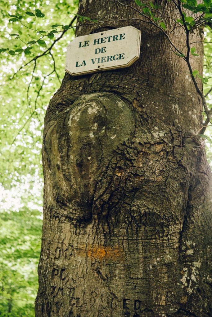 Le hêtre de la vierge dans la foret domaniale de Crecy en baie de Somme. crédit photo : Clara Ferrand - Blog wildroad