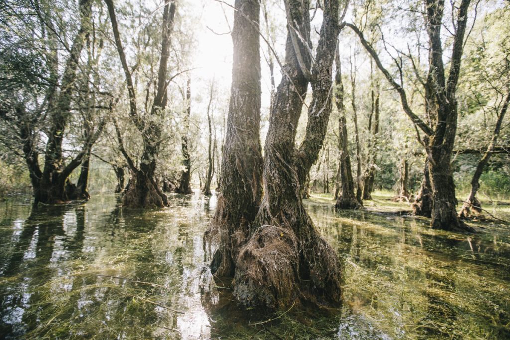 Le ballon français dans le parc naturel régional de la foret d'Orient à côté de Troyes. crédit photo : Clara Ferrand - blog Wildroad