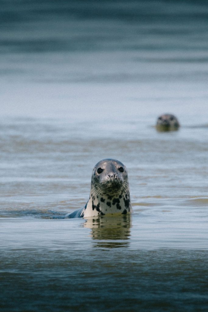 Observer les phoques dans la baie de somme une activité plein air à faire lors d'un week-end en baie de Somme. crédit photo : Clara Ferrand - blog Wildroad