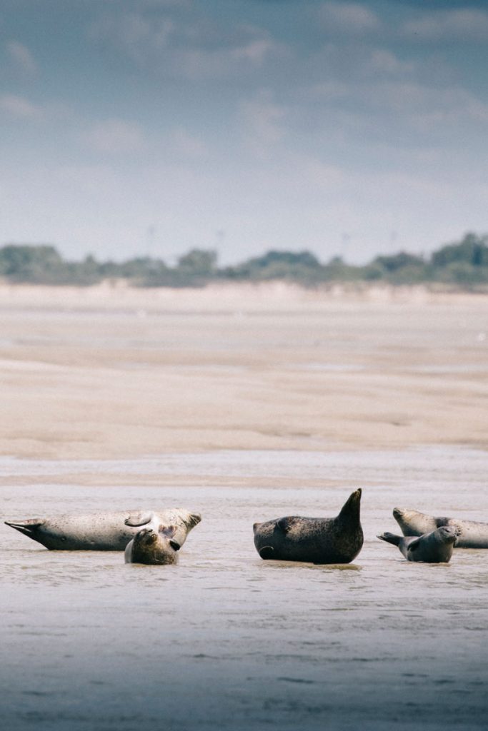 Les phoques gris et les veaux marins de la baie de Somme à la pointe du Hourdel. crédit photo : Clara Ferrand - blog Wildroad