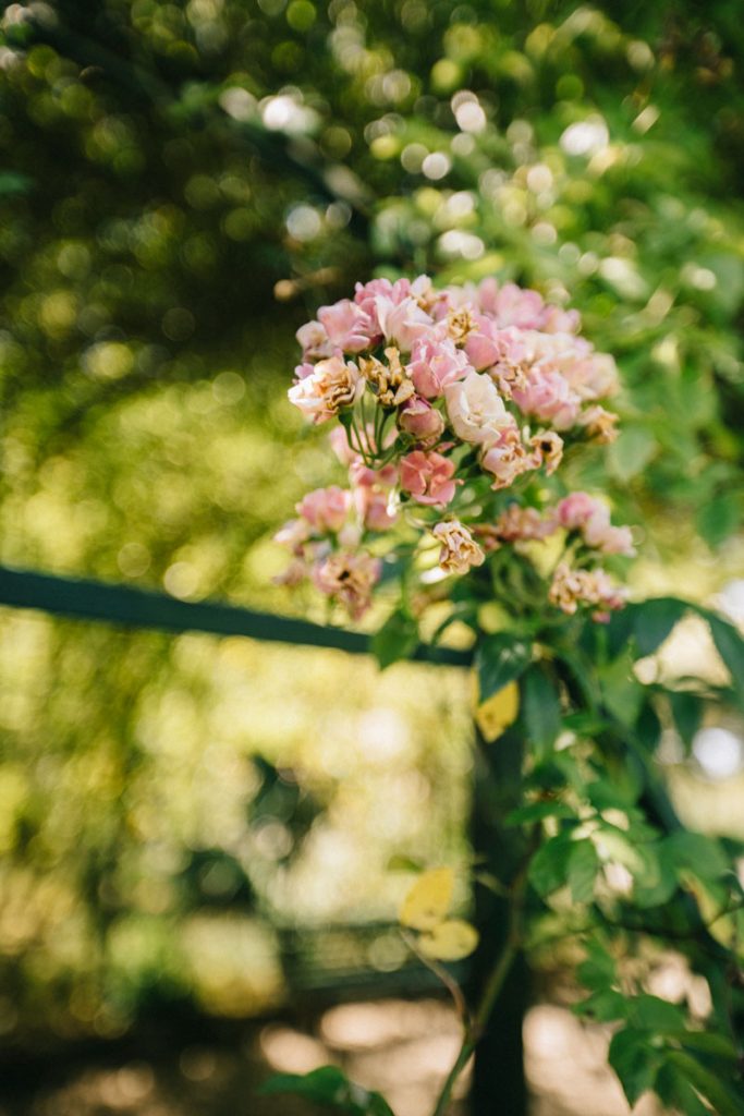 La roseraie du jardin botanique de Marnay-sur-Seine. crédit photo : Clara Ferrand - blog Wildroad