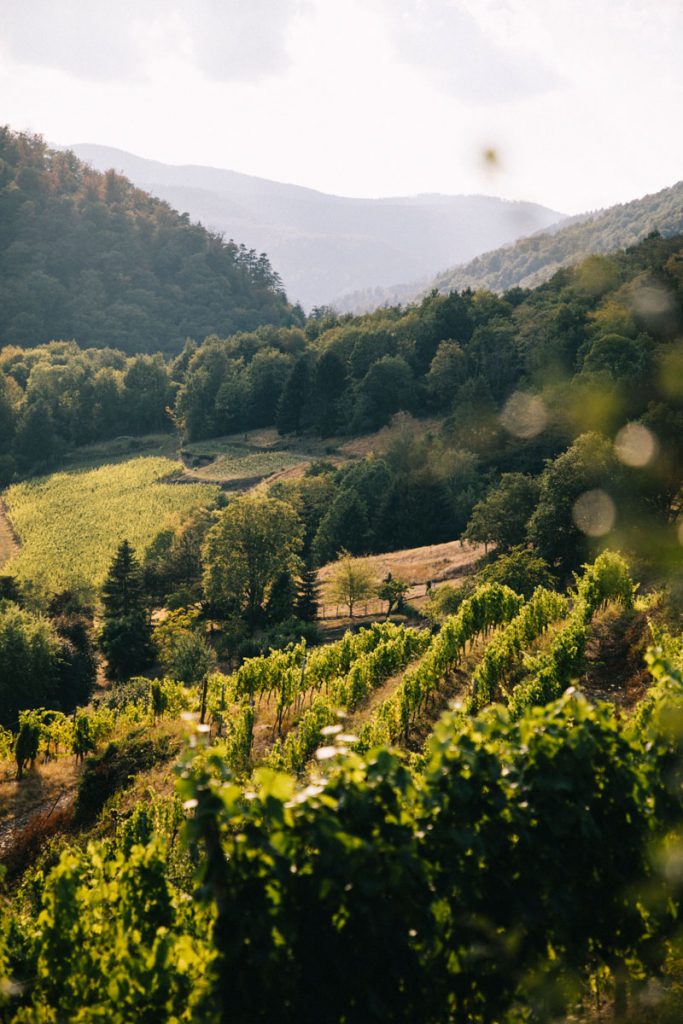 Les vignobles au début de la randonnée des 3 châteaux de Ribeauvillé. crédit photo : Clara Ferrand - blog Wildroad