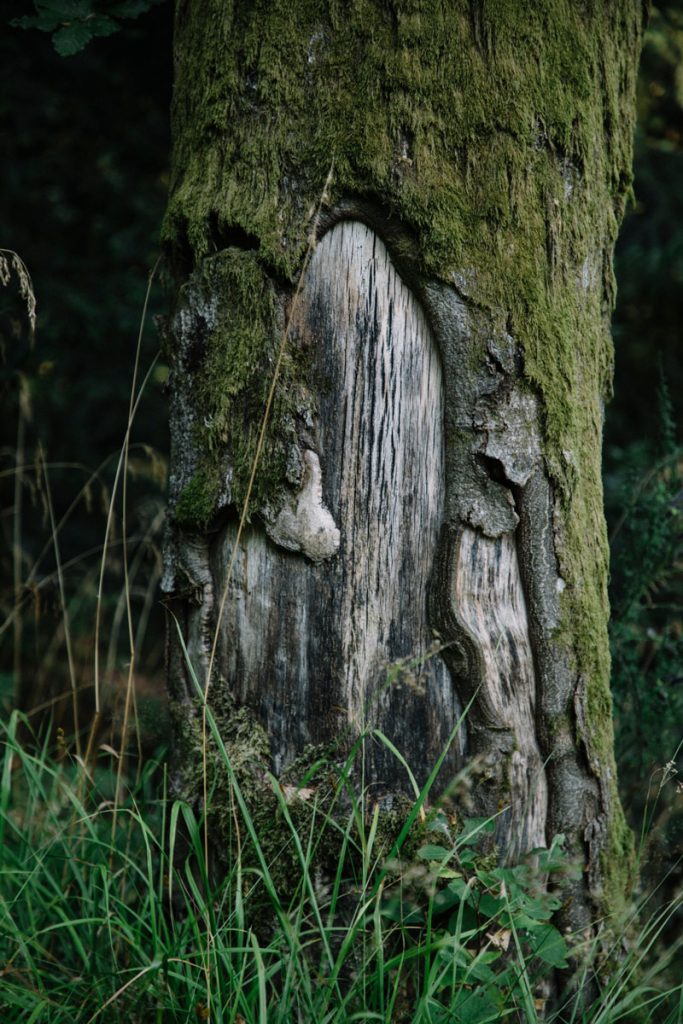 Un coeur dans l'écorce de cet arbre. crédit photo : Clara Ferrand - blog Wildroad