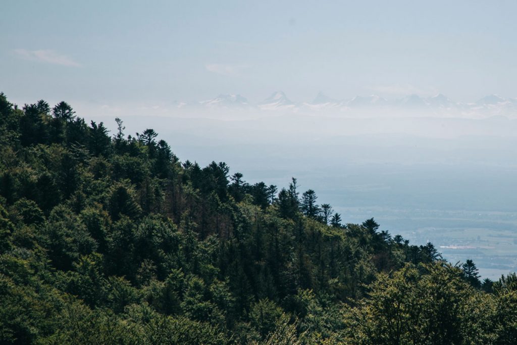 Les alpes depuis le massif des Vosges au sommet du Thanner-Hubel. crédit photo : Clara Ferrand - blog Wildroad